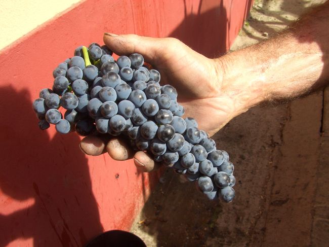 tempranillo centenario.jpg